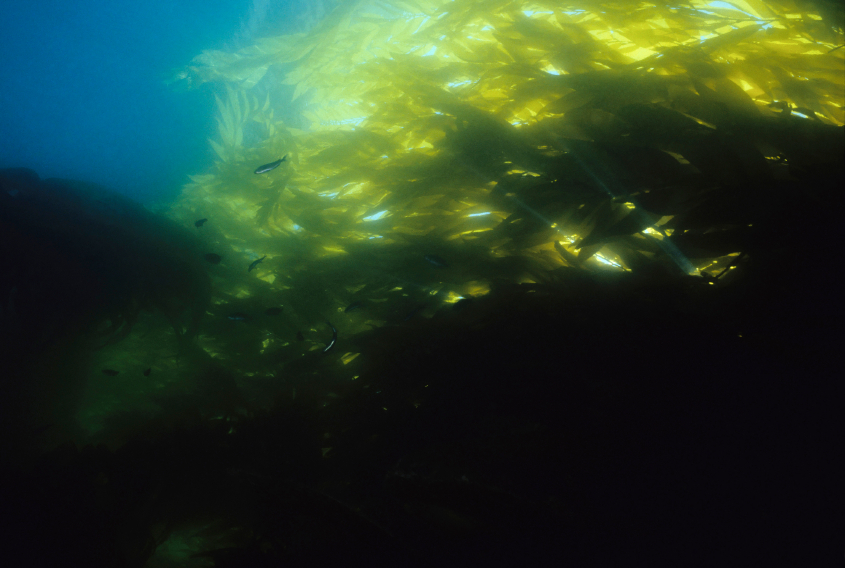 Le bassin de Guaymas (Golfe de Californie) abrite une biodiversité Marine extraordinaire Le bassin de Guaymas (Golfe de Californie) abrite une biodiversité Marine extraordinaire