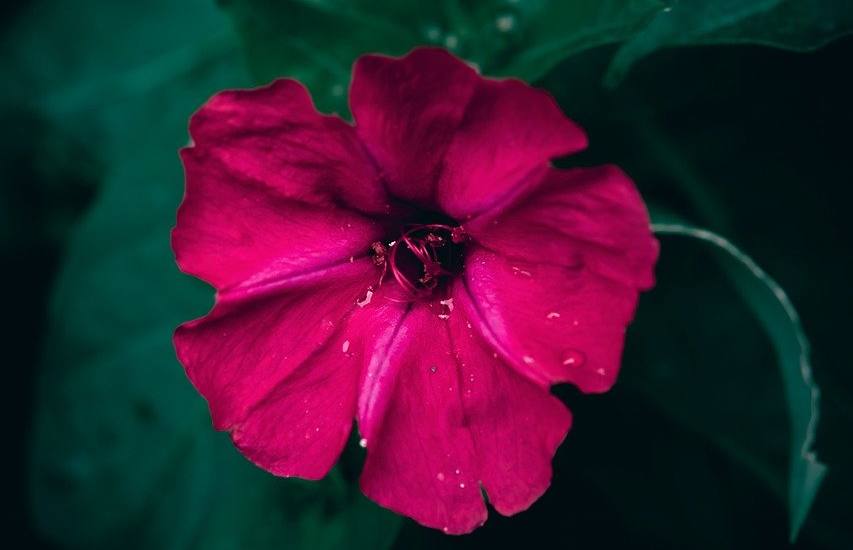 Les bienfaits du mirabilis jalapa en cosmétique pour une peau rayonnante